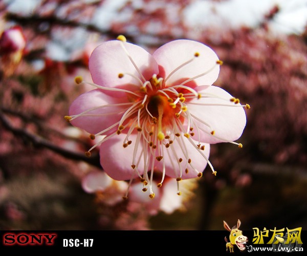 梅岩尖 022.jpg